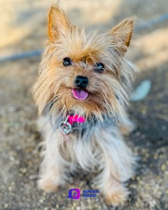 “Día Internacional Del Perro”, los canes se han incluido en todas nuestras facetas de la vida.