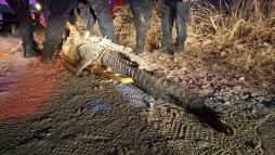 Encuentran cocodrilo frente al rancho Felipe Ibarria