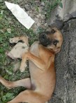 Encuentran perrita perdida en brisas del pacifico 2.