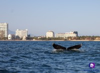 Gigantes y maravillosas #ballenas en #Vallarta