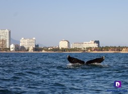 Gigantes y maravillosas #ballenas en #Vallarta