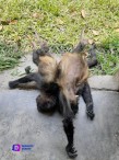 Investigan muerte de monos registradas en los últimos días