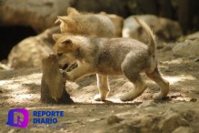 Invitan a participar al concurso de dibujo “Niñ@s contra la extinción del lobo mexicano”.