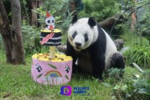 La panda gigante Xin Xin, celebra 34 años de existencia.