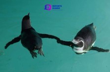 Llegan cinco pingüinos al zoológico de Chapultepec