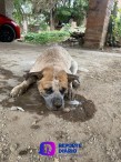 Matanza de perritos en Talpa de Allende.