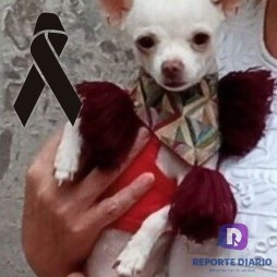 Murió Pinky, el valiente chihuahua que se enfrentó a unos ladrones