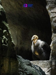 Nacen dos cóndores de California en el Zoológico de Chapultepec