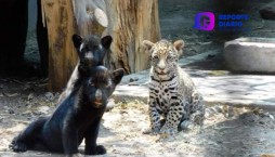 Participa! Tres cachorros de jaguar buscan nombre