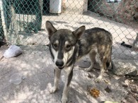 Perrito husky es encontrado muy asustado en ramblases.