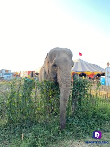 Pese a restricción, circo exhibe a un elefante