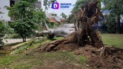 Árbol Caído en Aralias Aplasta Dos Vehículos y Derriba Cables de Electricidad