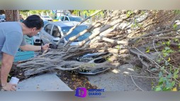 Árbol cae sobre auto en la colonia Versalles