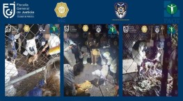 Rescatan 46 perros maltratados en cateo en Tlalpan, Ciudad de México