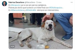 Salinas Pliego atenderá en sus tiendas a perros y gatos desamparados tras Otis