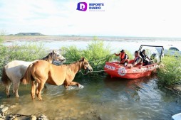 Salvan a 40 caballos atrapados en la presa Cerro Prieto