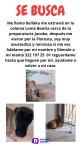 Se busca perrita perdida