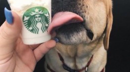 Starbucks ofrece una bebida especial para perros
