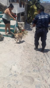 Un perro agresivo, un policía lesionado y un detenido