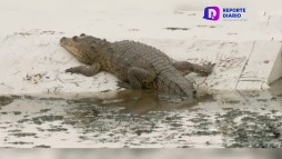 Vive cocodrilo en la Laguna de la Piedad, en el Edomex