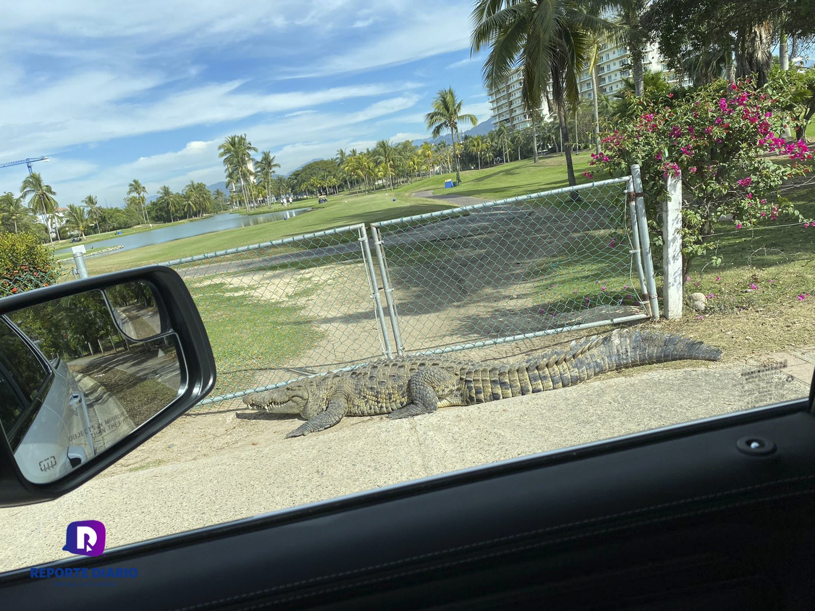 Cierran la puerta y dejaron el cocodrilo en la banqueta | Reporte Diario  Vallarta