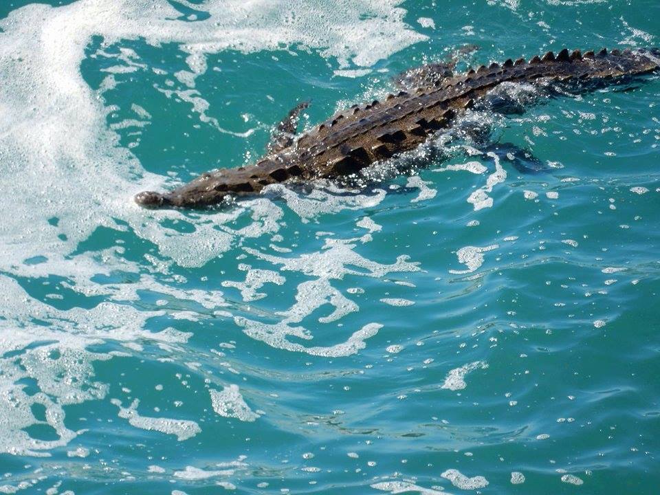 Ahora son cocodrilos en el mar | Reporte Diario Vallarta
